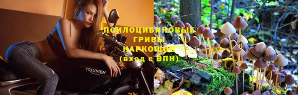 apvp Магас